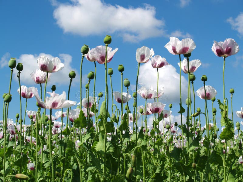 Flowers and poppyheads opium poppy. Flowers and poppyheads opium poppy