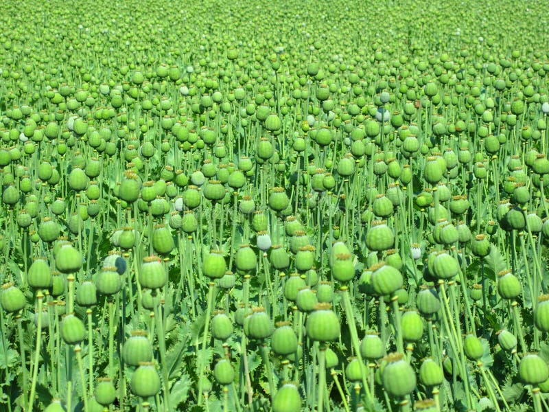 Opium poppy large field. Green rural landscape. Opium poppy large field. Green rural landscape.