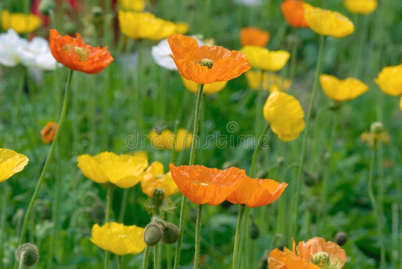 Orange and white Opium poppy flower. Orange and white Opium poppy flower