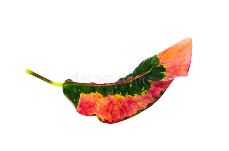 Определите красочные лист variegatum Codiaeum croton сада изолированные на белой предпосылке стоковое фото Определите красочные лист variegatum Codiaeum croton сада изолированные на белой предпосылке стоковое фото