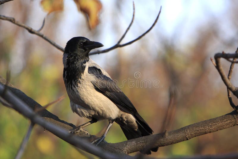 Portrait of a single Hooded crow bird on a tree branch during autumn period. Portrait of a single Hooded crow bird on a tree branch during autumn period