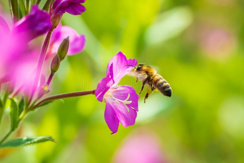 Опыление mellifera api пчелы меда в цветах hirsutum кипрея волосатого willowherb розового больших стоковое изображение