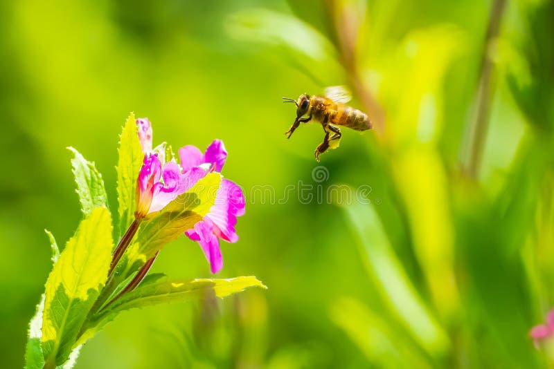 Опыление mellifera api пчелы меда в цветах hirsutum кипрея волосатого willowherb розового больших стоковые фотографии rf