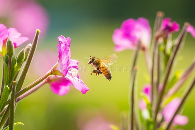 Опыление mellifera Api пчелы меда в цветах hirsutum кипрея волосатого willowherb розового больших стоковое изображение