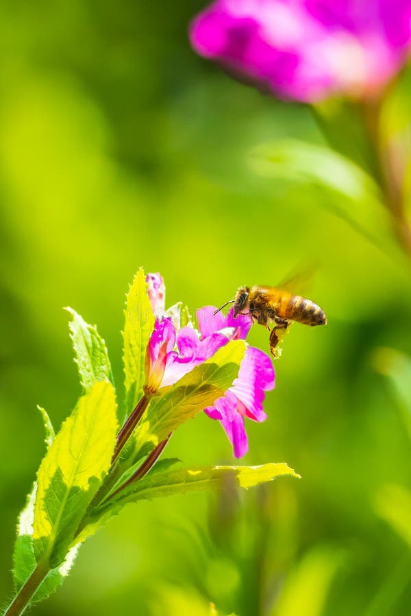 Опыление mellifera Apis пчелы меда на цветках hirsutum кипрея волосатого willowherb пинка больших стоковые изображения rf