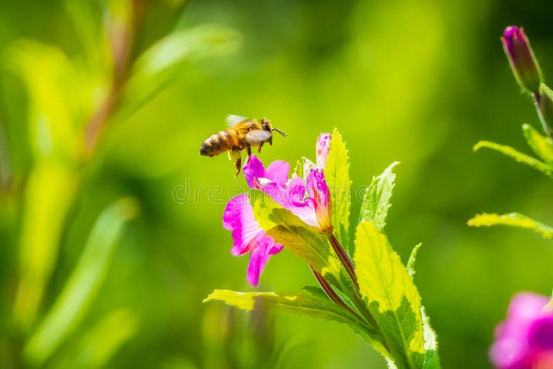 Опыление mellifera Apis пчелы меда на цветках hirsutum кипрея волосатого willowherb пинка больших стоковые изображения