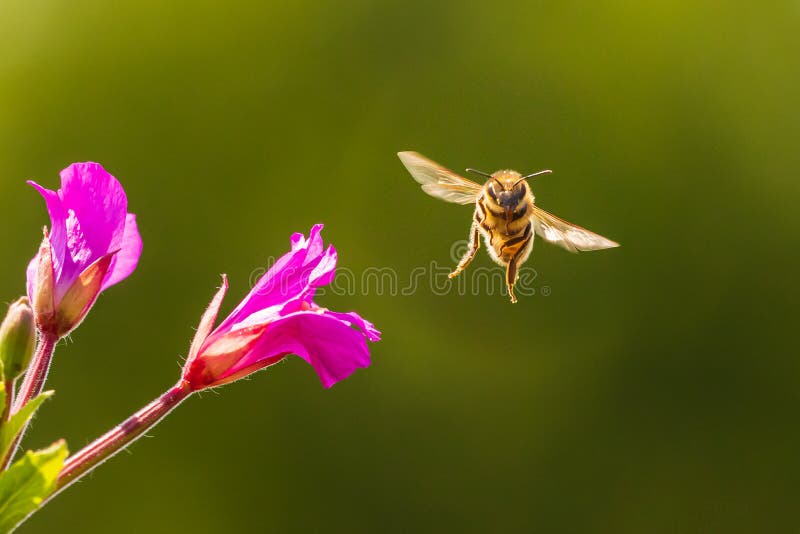 Опыление mellifera Apis пчелы меда на цветках hirsutum кипрея волосатого willowherb пинка больших стоковые изображения rf