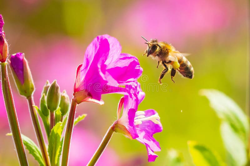 Опыление mellifera Apis пчелы меда на цветках hirsutum кипрея волосатого willowherb пинка больших стоковое фото