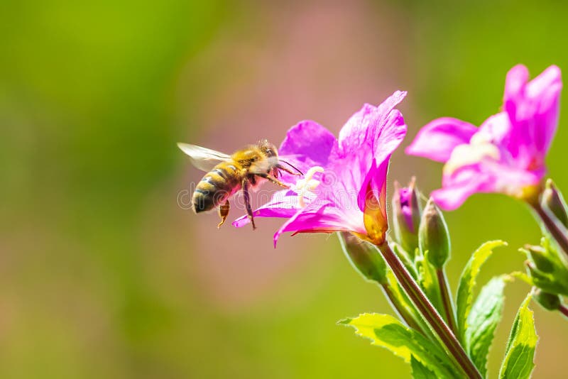 Опыление mellifera Apis пчелы меда на цветках hirsutum кипрея волосатого willowherb пинка больших стоковое изображение rf