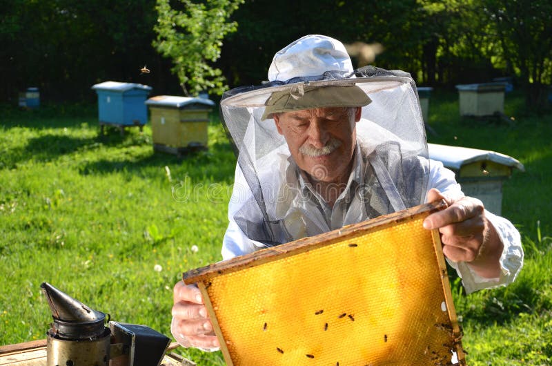 Опытный старший beekeeper работая в его пасеке стоковая фотография rf Опытный старший beekeeper работая в его пасеке стоковая фотография rf