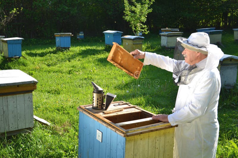 Опытный старший beekeeper работая в его пасеке стоковое фото rf Опытный старший beekeeper работая в его пасеке стоковое фото rf