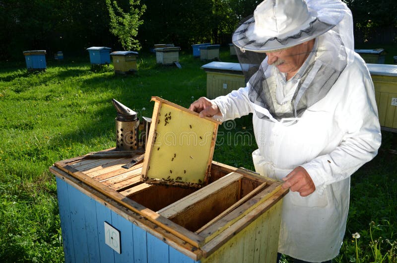 Опытный старший beekeeper работая в его пасеке стоковые фотографии rf Опытный старший beekeeper работая в его пасеке стоковые фотографии rf