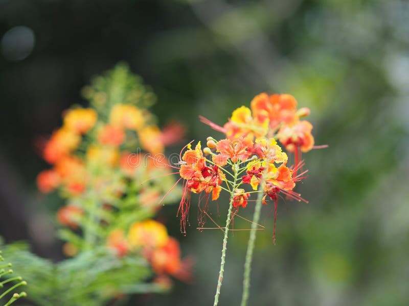 Оранжевое regia Flam Delonix цветка boyant дерево пламени королевское Poinciana стоковые фото Оранжевое regia Flam Delonix цветка boyant дерево пламени королевское Poinciana стоковые фото