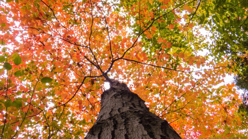 Оранжевые и зеленые листья много treetops стоковое фото rf Оранжевые и зеленые листья много treetops стоковое фото rf