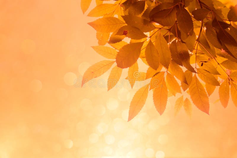 Оранжевые лист на ветвях и мягкое оранжевое bokeh резюмируют предпосылку стоковое фото rf Оранжевые лист на ветвях и мягкое оранжевое bokeh резюмируют предпосылку стоковое фото rf