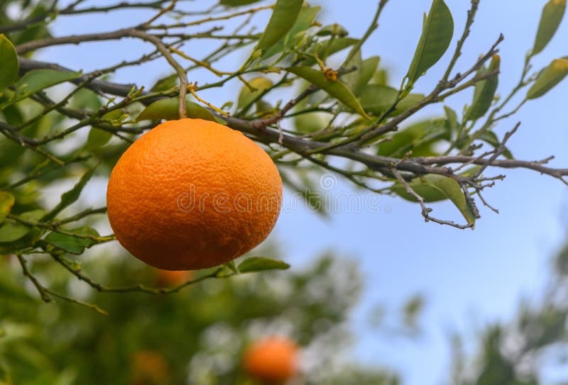 Ripe oranges, tangerines growing on a citrus branch with green leaves in an orchard. Sunny day. 2. Ripe oranges, tangerines growing on a citrus branch with green leaves in an orchard. Sunny day. 2