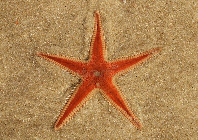 Оранжевые морские звёзды хороня в песке - sp гребня Astropecten стоковая фотография rf Оранжевые морские звёзды хороня в песке - sp гребня Astropecten стоковая фотография rf