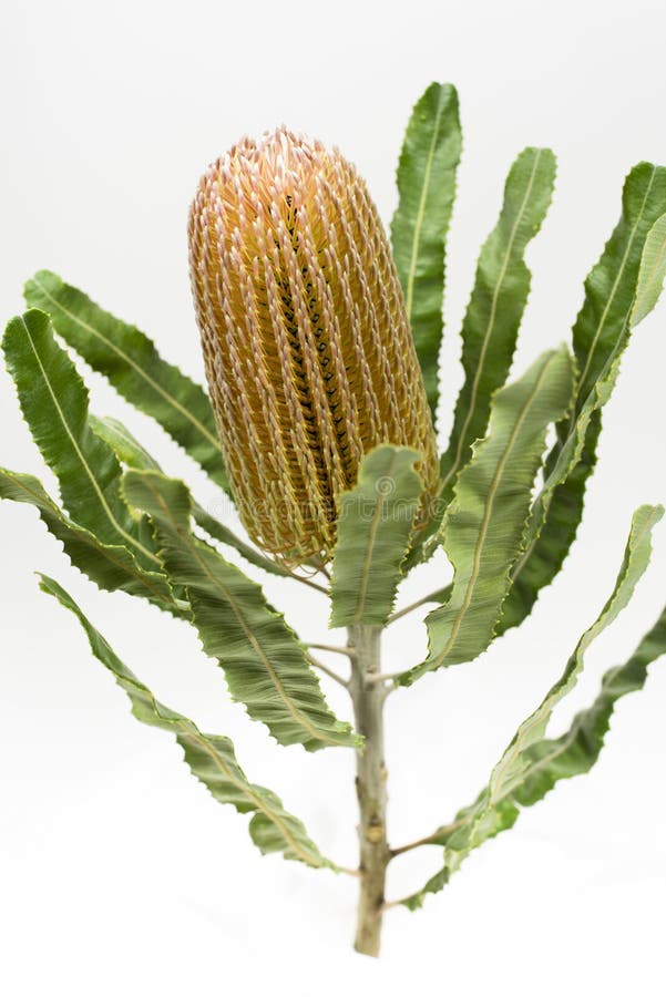 Оранжевый цветок banksia стоковые фотографии rf Оранжевый цветок banksia стоковые фотографии rf