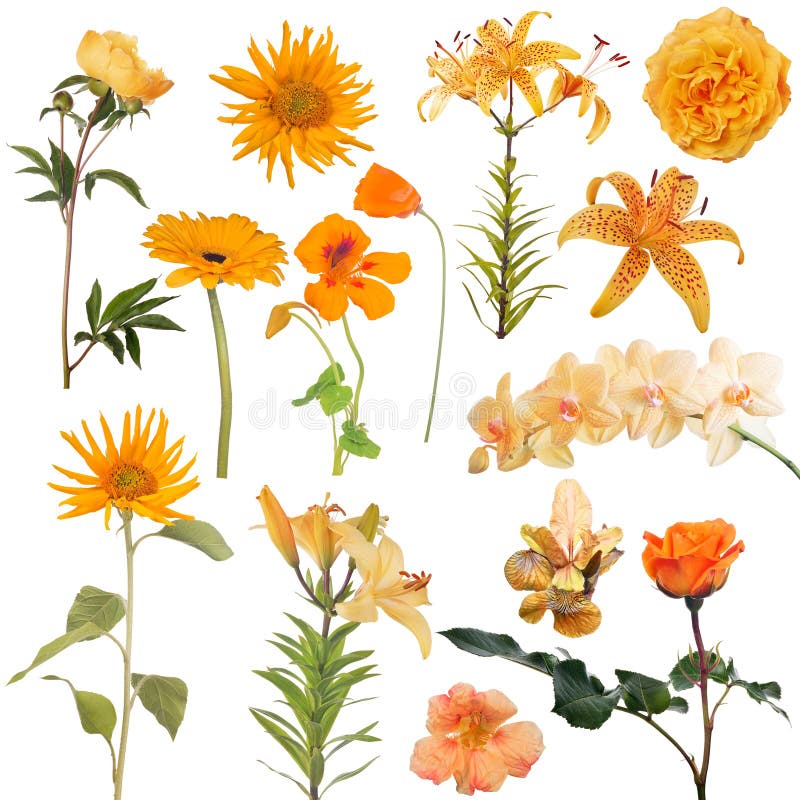 Fourteen orange flowers collection on white background. Fourteen orange flowers collection on white background