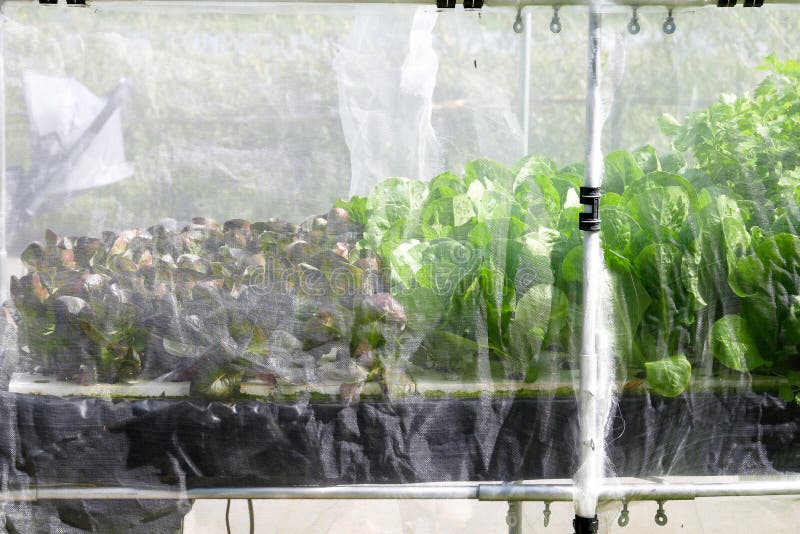 Органическая hydroponic vegetable ферма растя в парнике стоковая фотография rf Органическая hydroponic vegetable ферма растя в парнике стоковая фотография rf