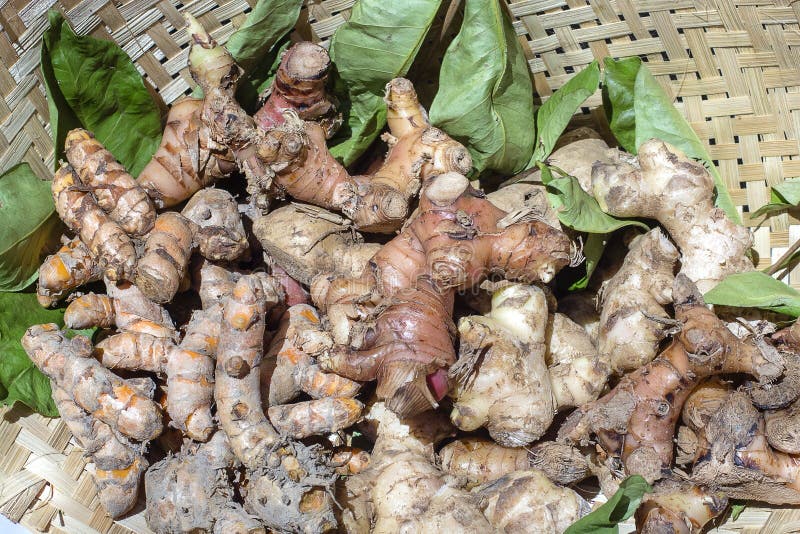 Органические, свежие, сырцовые имбирь и корни турмерина для продажи на рынке местных фермеров в Бали, Индонезии конец вверх стоковые изображения rf Органические, свежие, сырцовые имбирь и корни турмерина для продажи на рынке местных фермеров в Бали, Индонезии конец вверх стоковые изображения rf