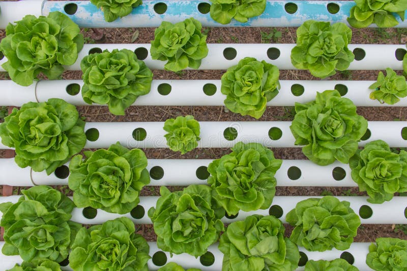 Органический hydroponic овощ в ферме культивирования стоковое фото rf Органический hydroponic овощ в ферме культивирования стоковое фото rf