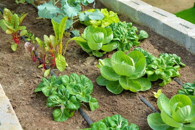 An organic vegetable garden with a drip tape irrigation system. An organic vegetable garden with a drip tape irrigation system.