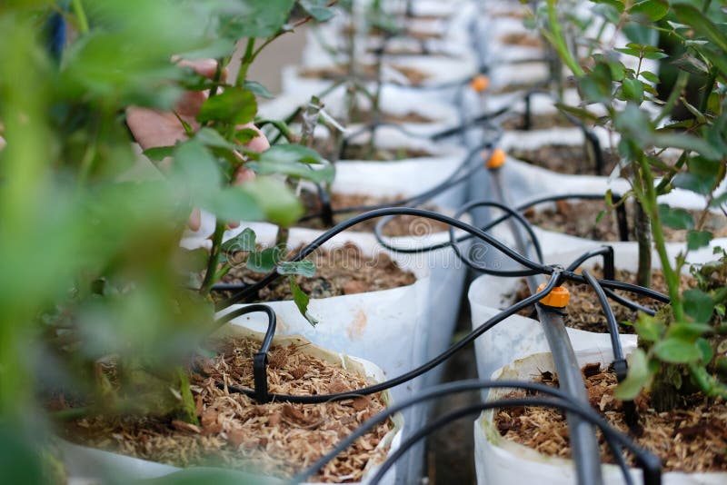 drip water irrigation system with rose flower growing in greenhouse nursery. drip water irrigation system with rose flower growing in greenhouse nursery