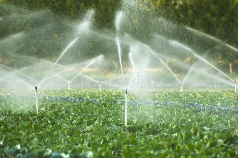 Irrigation systems in a green vegetable garden. Irrigation systems in a green vegetable garden