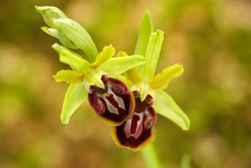 Орхидея предыдущего паука, sphegodes Ophrys, цветя европейская земная одичалая орхидея, среда обитания природы, деталь цветеня, з стоковое изображение Орхидея предыдущего паука, sphegodes Ophrys, цветя европейская земная одичалая орхидея, среда обитания природы, деталь цветеня, з стоковое изображение