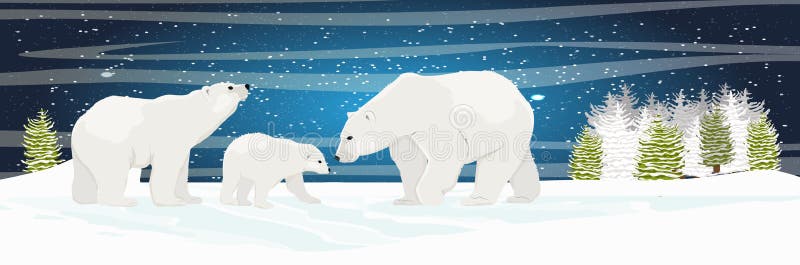 Two adult white polar bear and cub walks through the snow. Mother, father and child. A family. Spruce forest and plains