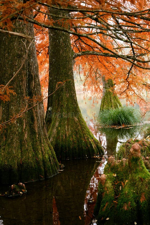 Bald Cypress Trees At Boulieu Pond. Bald Cypress Trees At Boulieu Pond