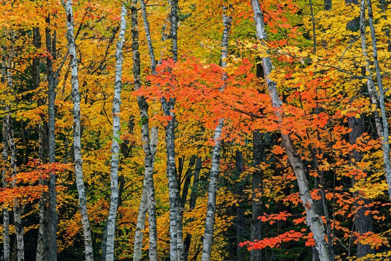 Autumn landscape of woods with maples and aspens, Hiawatha National Forest, Michigan's Upper Peninsula, USA. Autumn landscape of woods with maples and aspens, Hiawatha National Forest, Michigan's Upper Peninsula, USA