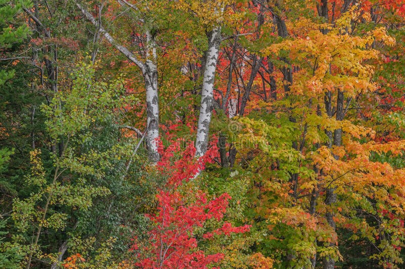 Landscape of autumn aspens and maples, Ottawa National Forest, Michigan`s Upper Peninsula, US. Landscape of autumn aspens and maples, Ottawa National Forest, Michigan`s Upper Peninsula, US
