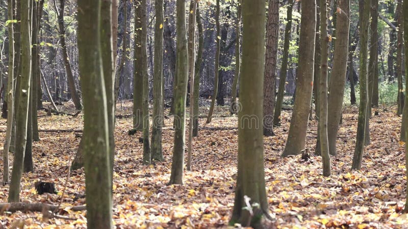 осенний лес с падающими листьями