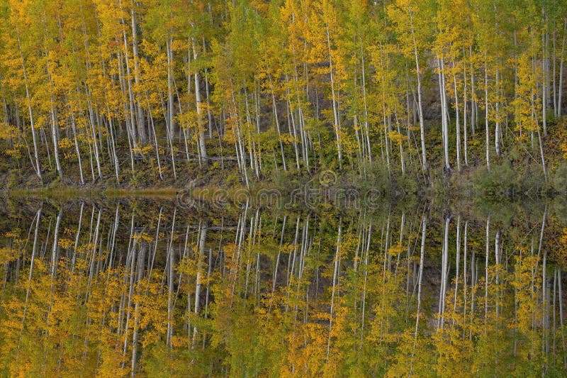 Autumn landscape of the shoreline of Cushman Lake with mirrored reflections of aspens in calm water,San Juan Mountains,Colorado,USA. Autumn landscape of the shoreline of Cushman Lake with mirrored reflections of aspens in calm water,San Juan Mountains,Colorado,USA