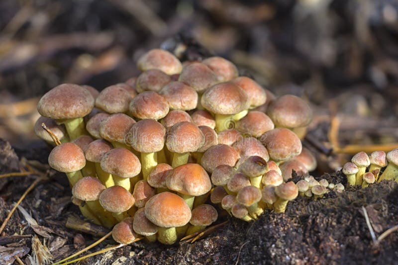 Осенью много грибов, как здесь e G Armillaria стоковое изображение