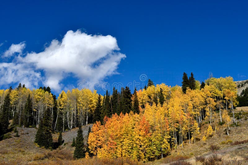 Golden Aspens in the fall with a blue sky. Golden Aspens in the fall with a blue sky