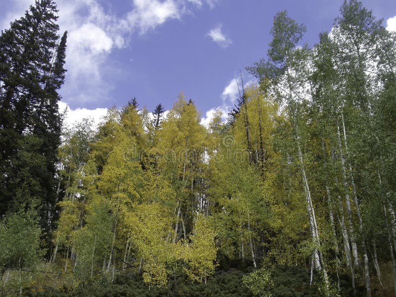 A low angle view of autumn Aspens along North Tenmile Creek in Summit County, Colorado. A low angle view of autumn Aspens along North Tenmile Creek in Summit County, Colorado