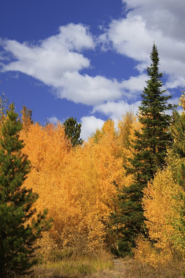 Golden aspens during fall in the Rockies. Golden aspens during fall in the Rockies