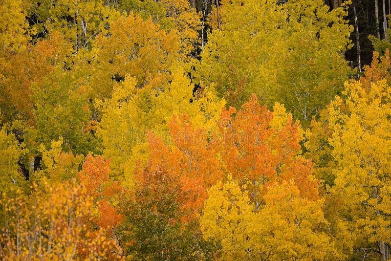 Aspens In Morning Sunshine Orange, Green, Yellow, Gold In Colorado Rockies. Aspens In Morning Sunshine Orange, Green, Yellow, Gold In Colorado Rockies