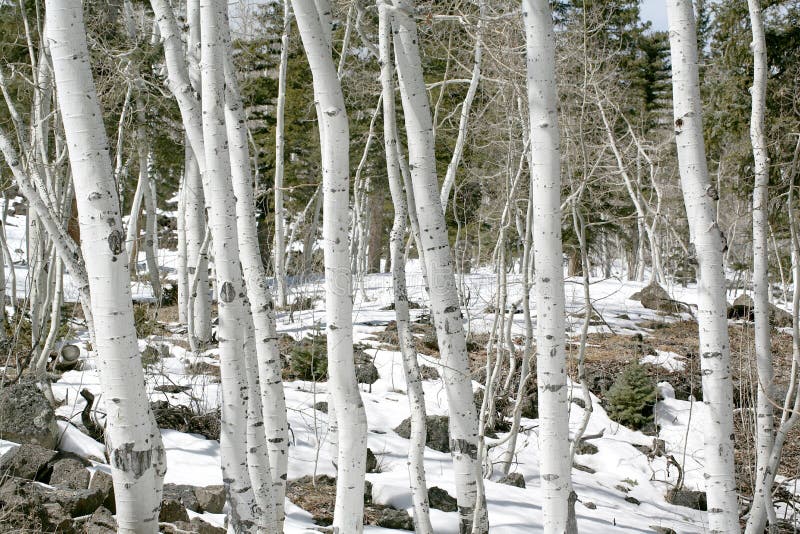 Aspens in spring as winter snow thaws on the Dixie National Forest scenic byway highway 14. Aspens in spring as winter snow thaws on the Dixie National Forest scenic byway highway 14