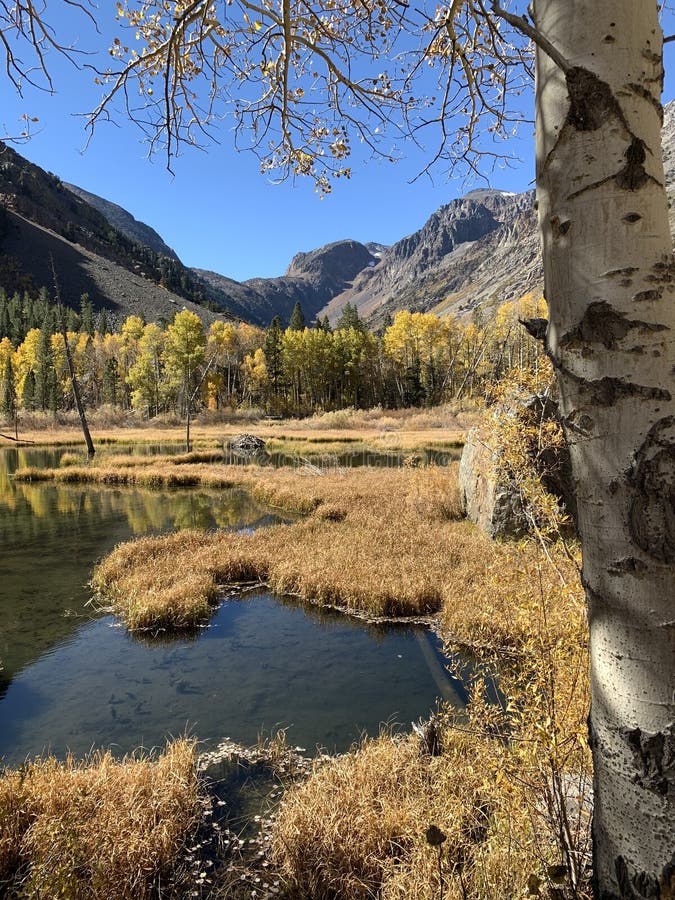 Mountain backdrop with yellow aspens and aspen trunk in foreground framing beaver pond. Mountain backdrop with yellow aspens and aspen trunk in foreground framing beaver pond.