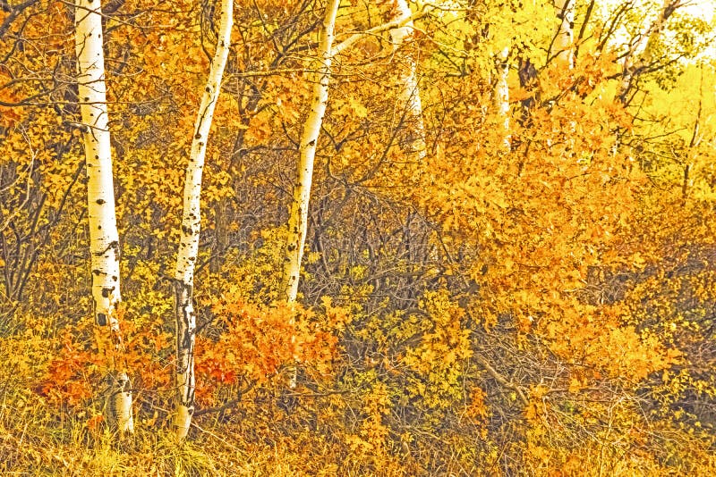 Aspens With Thick Leaves Fall Foliage Autumn Nature Scene From Colorado Rocky Mountains. Aspens With Thick Leaves Fall Foliage Autumn Nature Scene From Colorado Rocky Mountains