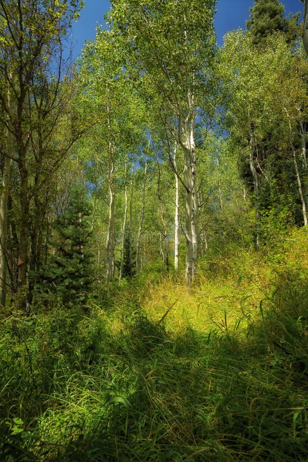 Aspens trees and meadow in the Wasatch mountains in Utah USA in the summer. Aspens trees and meadow in the Wasatch mountains in Utah USA in the summer.