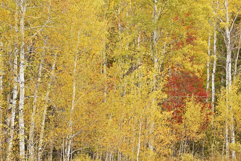 Autumn aspens and maple, Ottawa National Forest, Michigan's Upper Peninsula, USA. Autumn aspens and maple, Ottawa National Forest, Michigan's Upper Peninsula, USA