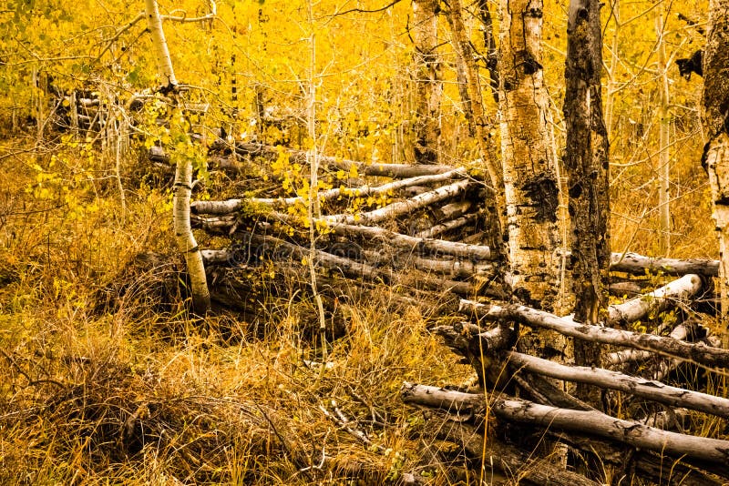 Aspens and Fall Leaves With Log Fence Autumn Scene. Aspens and Fall Leaves With Log Fence Autumn Scene