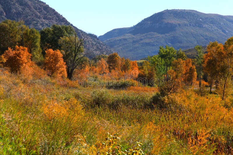 Aspens and cottonwoods in early autumn time. Aspens and cottonwoods in early autumn time