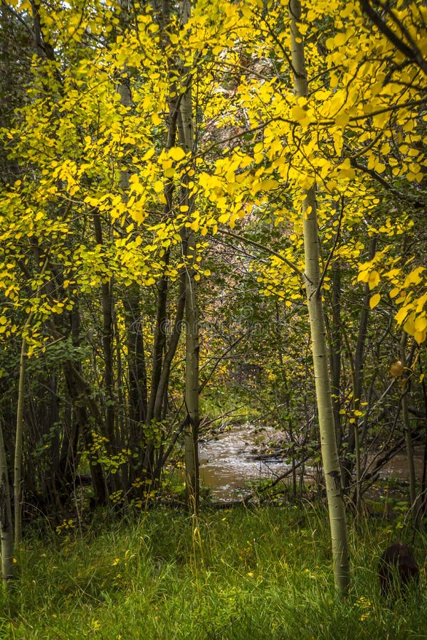 First sign of turning aspens at the Stream on my ride up to Sandia crest. First sign of turning aspens at the Stream on my ride up to Sandia crest