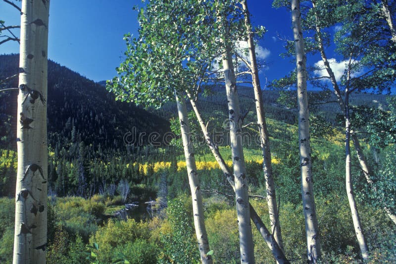 Aspens, San Juan National Forest, CO. Aspens, San Juan National Forest, CO